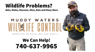 Muddy Waters Wildlife Control